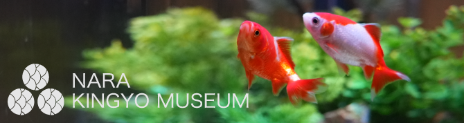 奈良金魚ミュージアム
